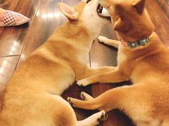 -豆柴町-柴犬主题狗咖(红鼎国际C座店)