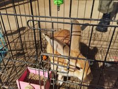 -前小桔亲子创意农场·草莓采摘·露营烧烤