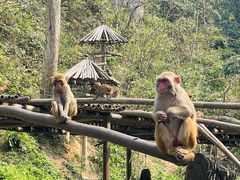 -西双版纳原始森林公园
