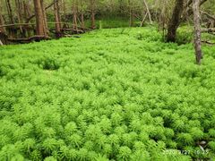 -桤木河湿地公园