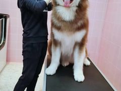 -百好乐宠物友好餐厅(朝外大街店)