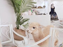 -共舞时光猫咖·狗咖(新街口店)