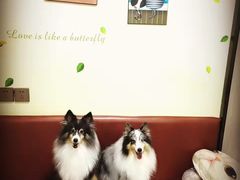 -安安宠医宠物医院·异宠·犬猫内科(岳阳分院)