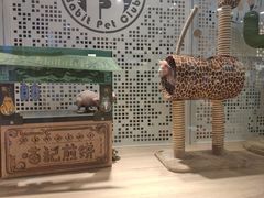 -BABIT巴比特宠物(MOMOPARK店)