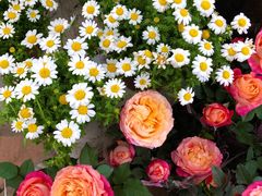 -秦美花卉(天朗·莱茵小城2期店)