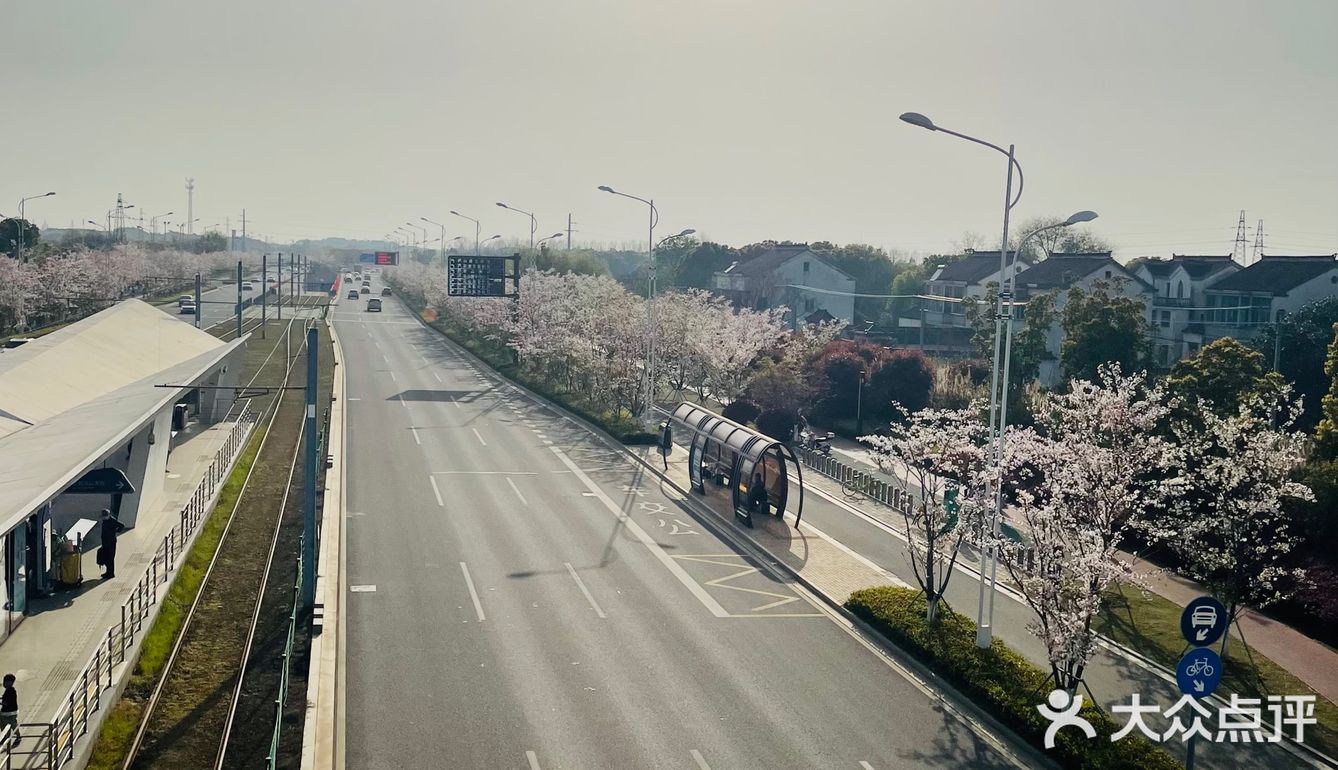 又是一年樱花季🌸
