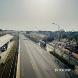 又是一年樱花季🌸