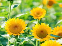 -中国天府农业博览园