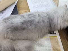 -李小姐の猫咖啡馆(五角场店)