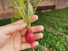 -万源龙顺度假庄园生态观光园