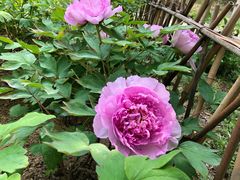 -曹州牡丹园