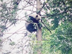 -中国大熊猫保护研究中心雅安碧峰峡基地