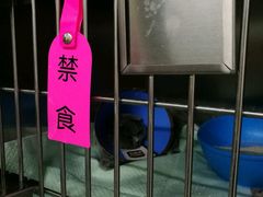 -哆趣宠物医院·眼科·内镜·急重症转诊中心(上海店)