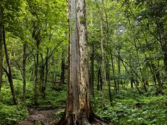 -五营红松林海景区