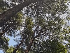 -重庆睡佛山森林公园