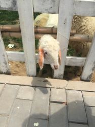 -上美四季动物农场
