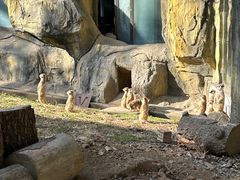 -鸡鸣汤包(红山动物园店)