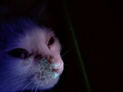 -瑞鹏宠物医院·微创内窥镜·骨外科·牙科(翠竹分院)