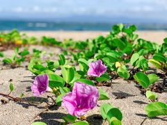 -库塔海滩