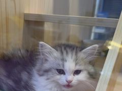 -爪爪喵星球·猫舍(前海卓越店)