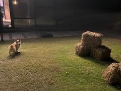 -上海崇明金茂凯悦酒店