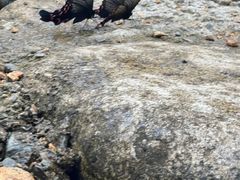 -雅鲁激流探险漂流