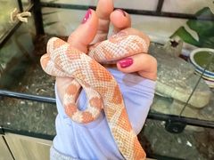 -藦茜花园宠物主题亲子互动体验馆(国顺东路店)