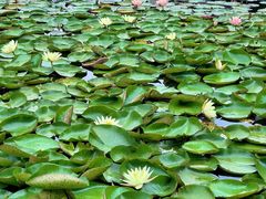 -白鹭湾湿地公园