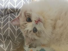 -momokira米努特·德文卷毛猫·棉花面纱犬