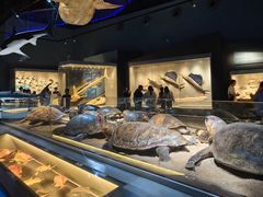 -贝林大翅鲸简餐厅(国家海洋博物馆店)