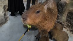 -Zoolung Zoolung动物主题公园(海信广场店)