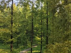 -黄海国家森林公园