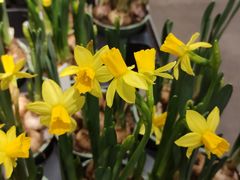 -宜家餐厅(backebol)