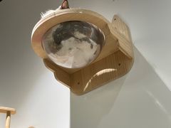 -COLOR PETS 撸猫馆·购猫·猫咖(长风大悦城店)