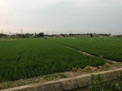 -上海佘山国家森林公园天马山园