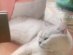 -糯米喵星人总部直营旗舰店·猫舍·幼猫出售