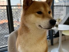 -怪兽屋·羊驼·猫咖·狗咖(俊华广场店)