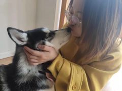 -Husky Go! 哈士奇体验馆·宠物咖啡厅狗咖