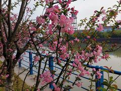 -高东镇樱花园