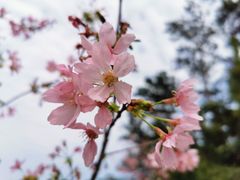 -狐尾山公园
