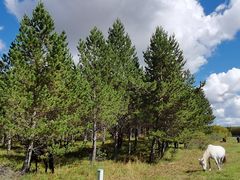 -塞罕坝国家级自然保护区