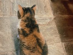 -猫咪博物馆(顶澳仔猫街店)