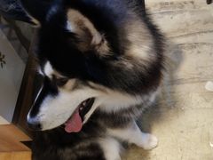 -八公叔叔宠物美容连锁(春申店)