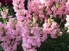-上海鲜花港