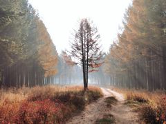 -塞罕坝国家级自然保护区