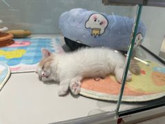 -babydoll猫舍·米努特·德文·缅因(久光中心店)