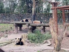 -都江堰中华大熊猫苑