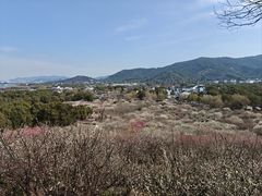 -香雪海