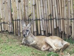 -泉州海丝野生动物世界
