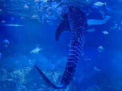 -烟台海昌鲸鲨海洋公园